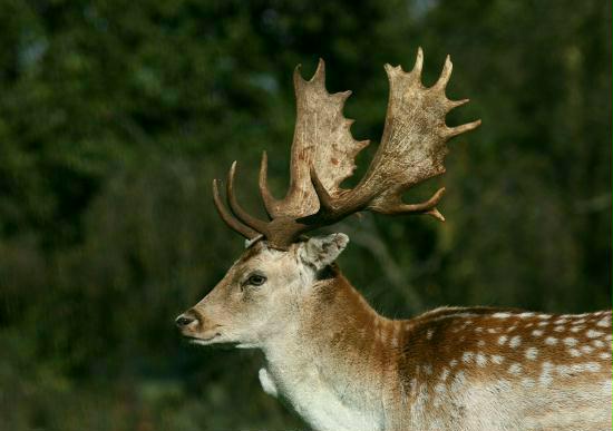 Fallow Deer <i>Dama dama</i>